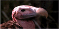 Vulture's Lair Adult links picked clean to the bone